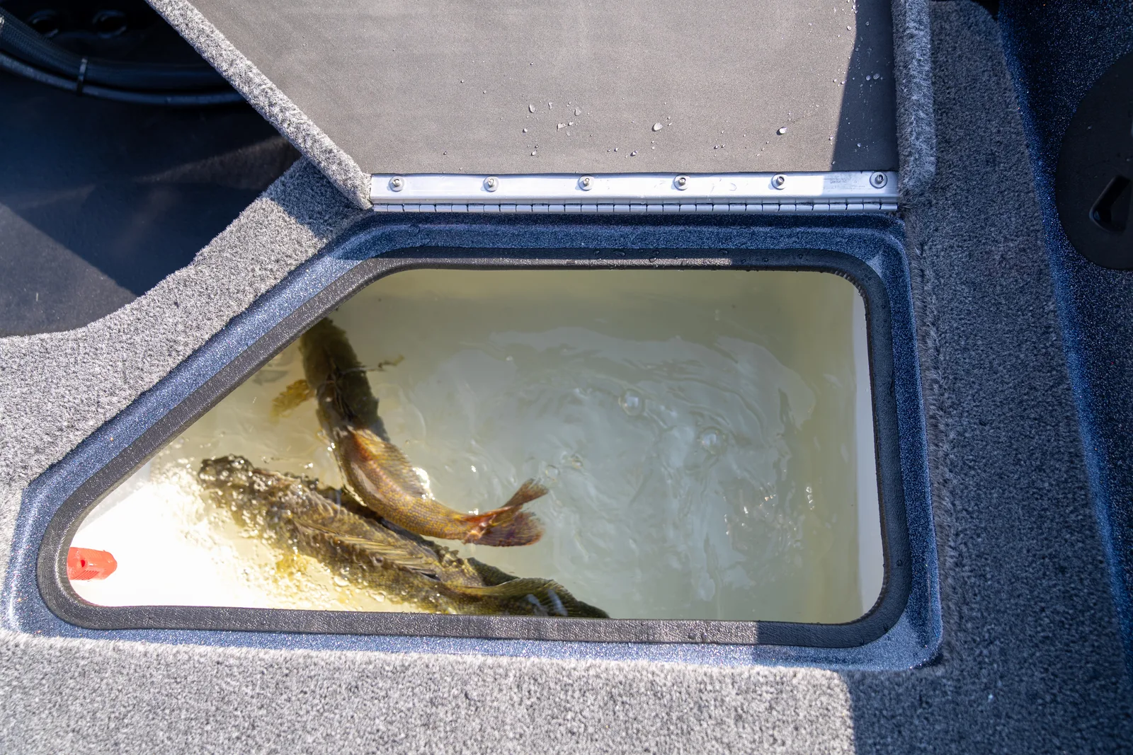 Open livewell hatch in the carpeted deck showing several live fish swimming in the water-filled white tub.